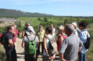 Au milieu des vignes.